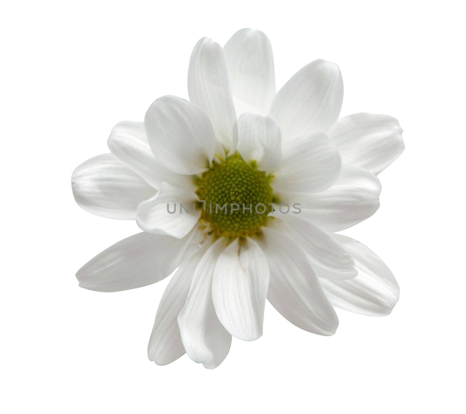 A closeup shot of white chamomile isolated on white background
