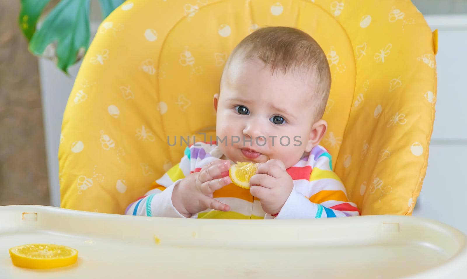 Little baby is eating a lemon. Selective focus. People.