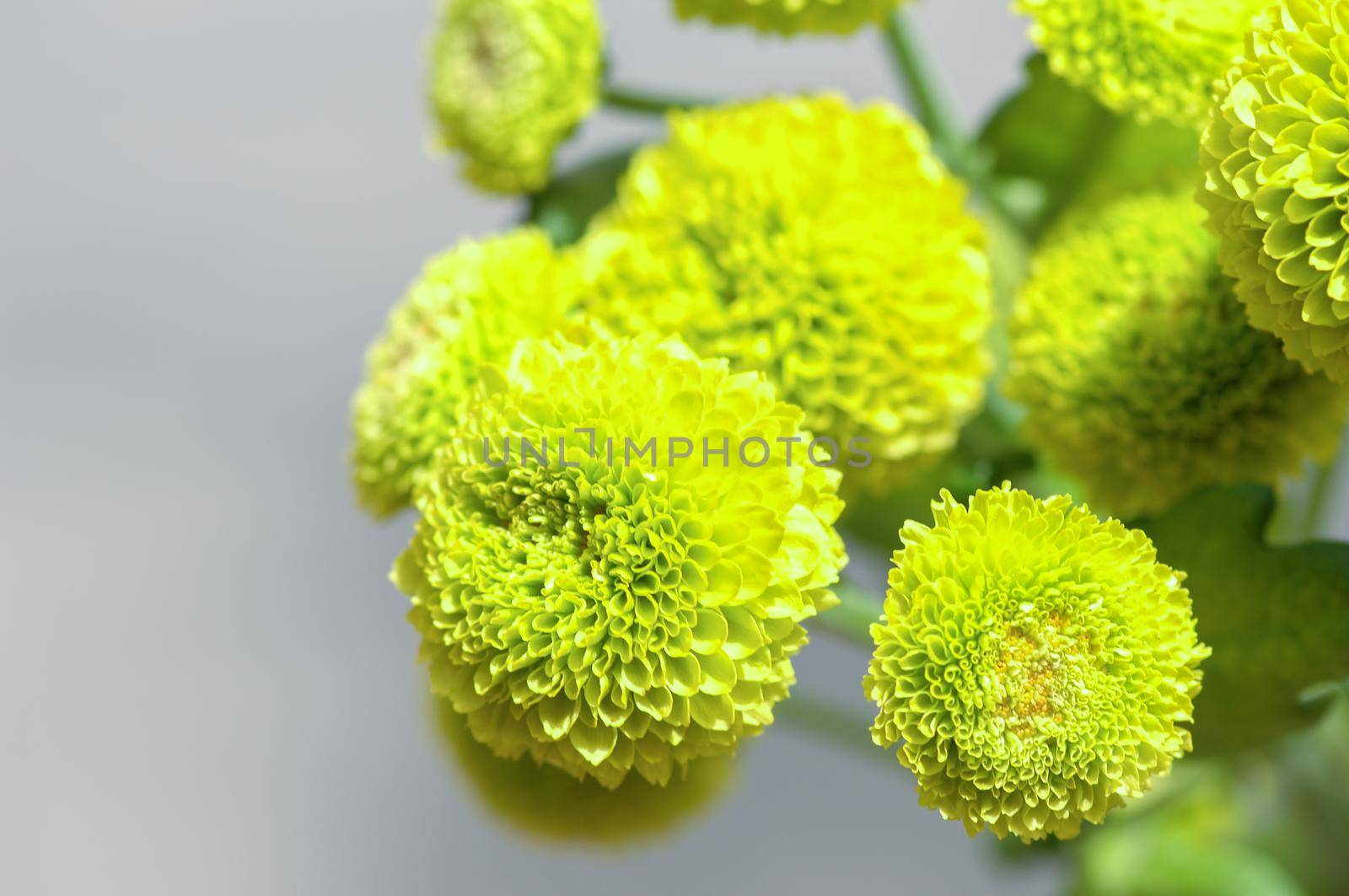 A selective focus shot of yellow chrysanthemum