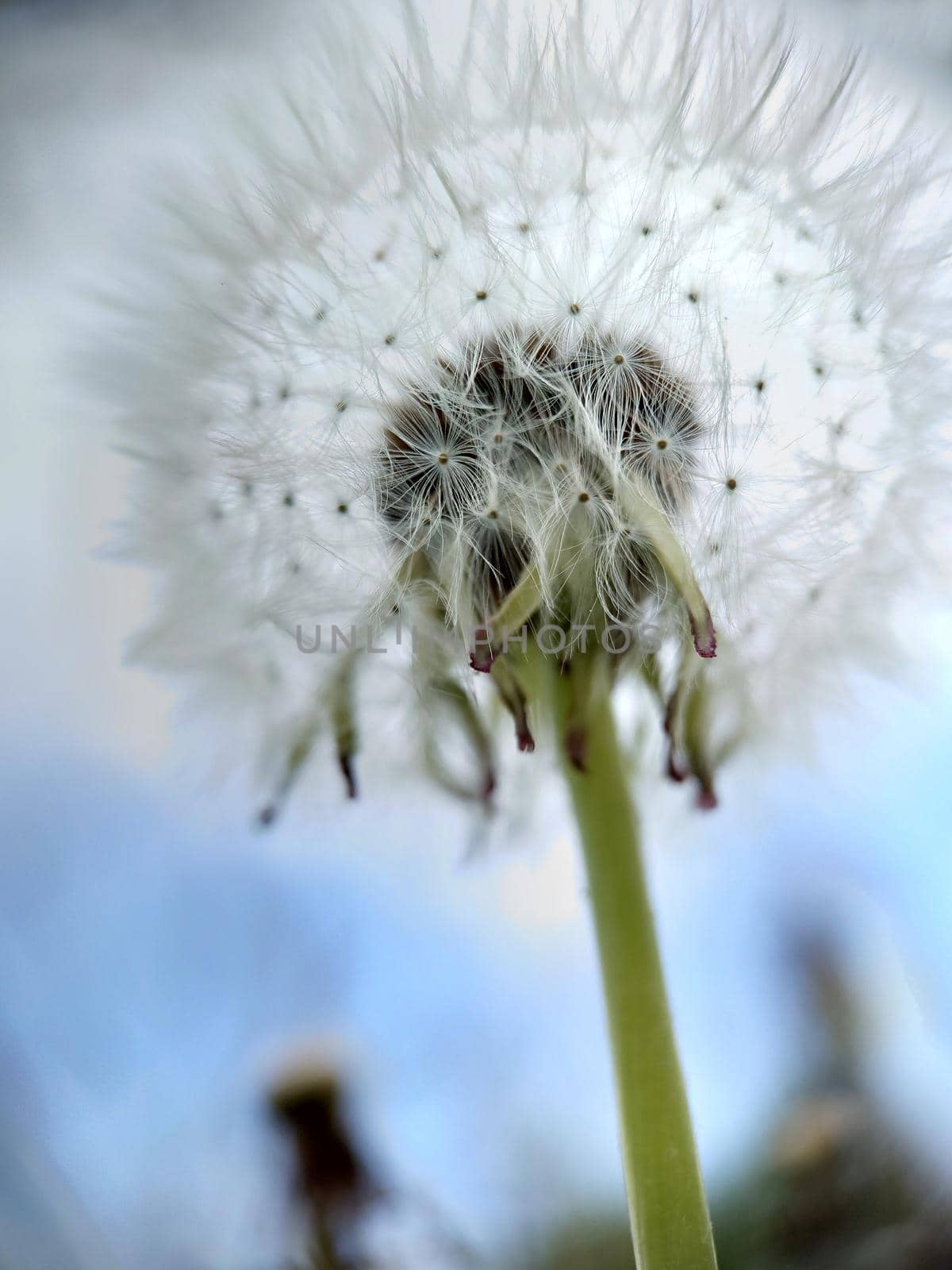 Macro.A lush round sphere of the white color of a ripe dandelion.View from an angle.Texture or background