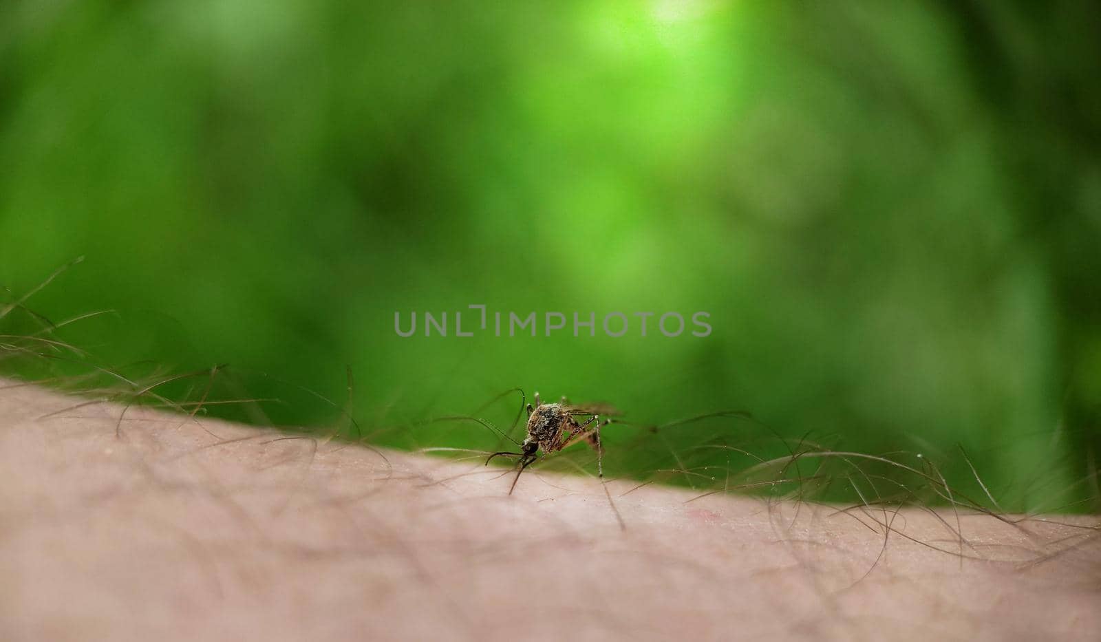 A striped mosquito drinks blood on a person's skin outdoors.Texture or background.Macro.