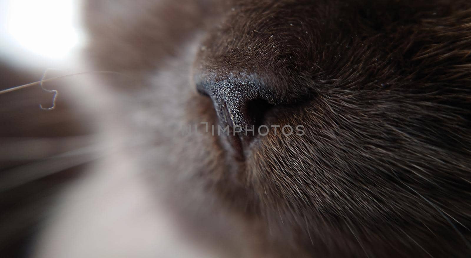 Macro composition. Cat's muzzle mustache and nose chocolate color.British shorthair breed.Corner