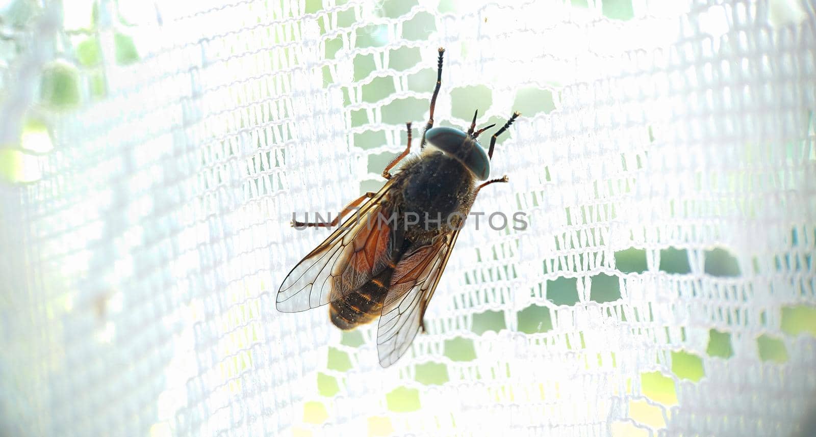 Macro. A large gadfly on a white checkered curtain.Texture or background