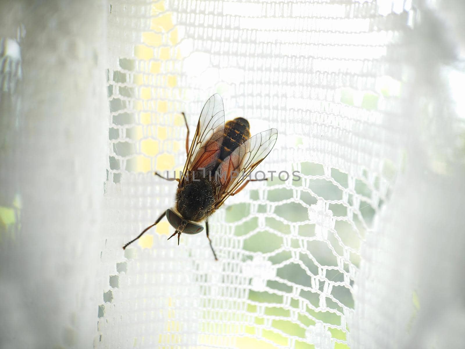 A huge gadfly on a white checkered curtain.Texture or background.Macro
