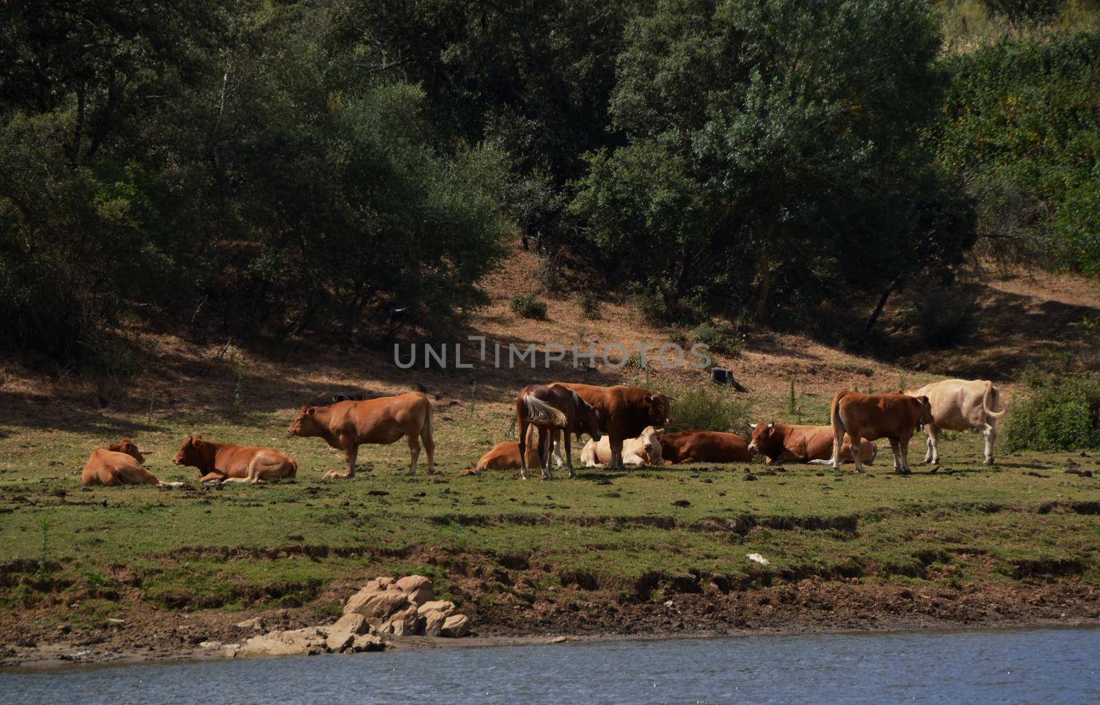 Cows and horses together resting and grazing in the meadow near the river bank
