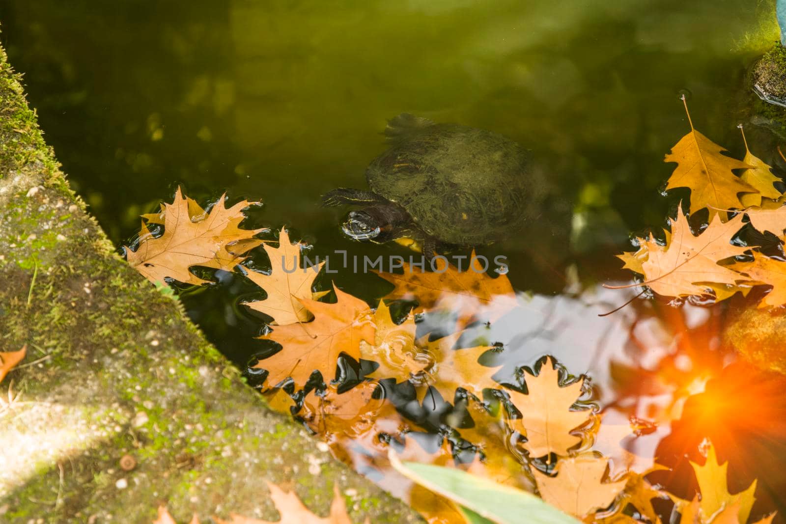 Pond with green water, turtle and yellow leaves