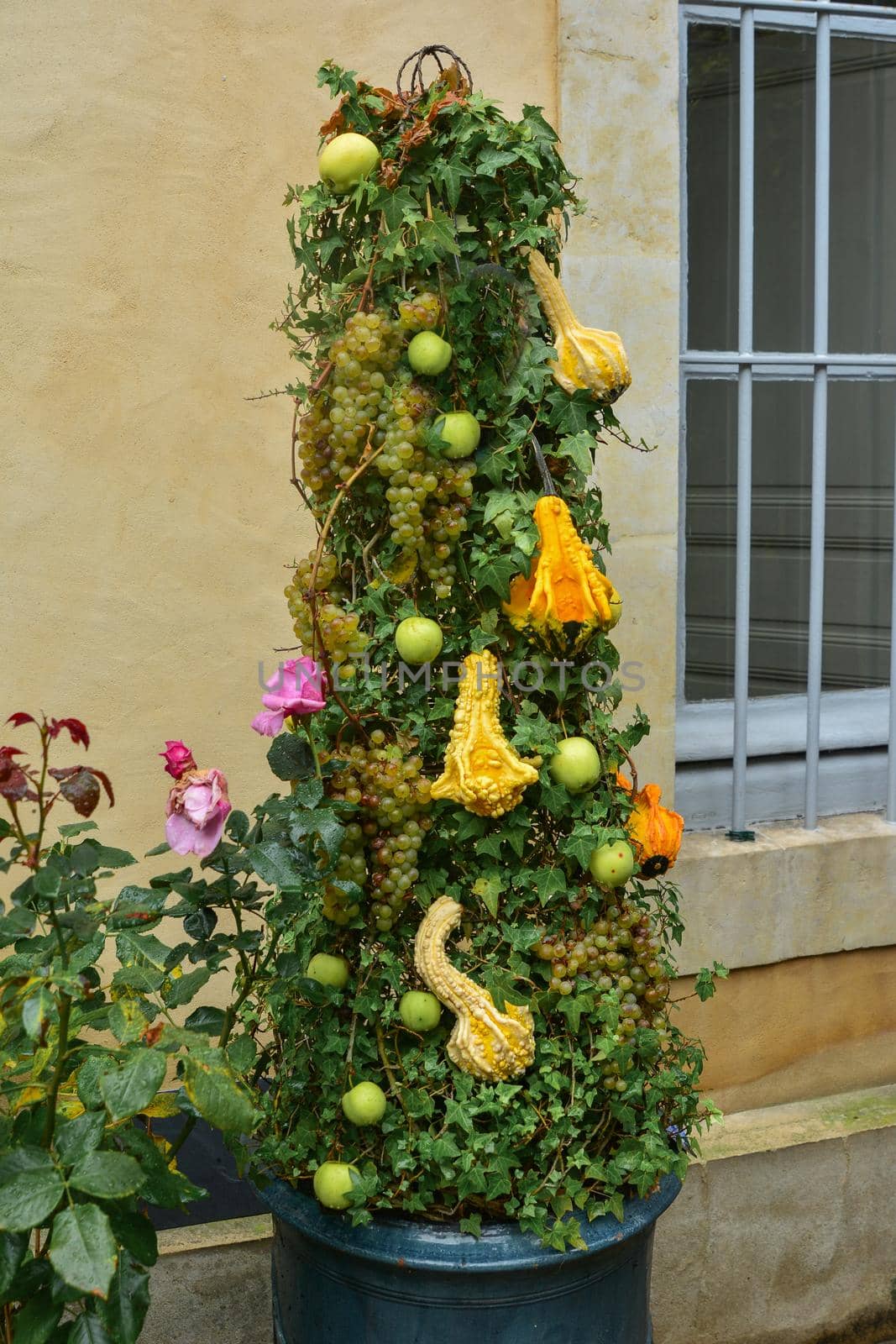 Apples, grapes, pumpkins hanging on ivy with drops