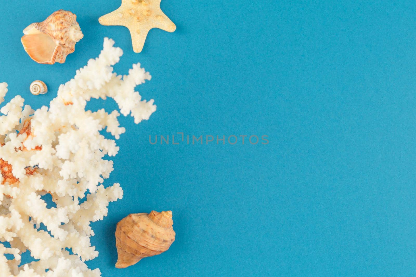 Corals and starfishes on a blue isolated background. Top view. Summertime holiday vacation concept. Flat lay. Banner with seashells close up.