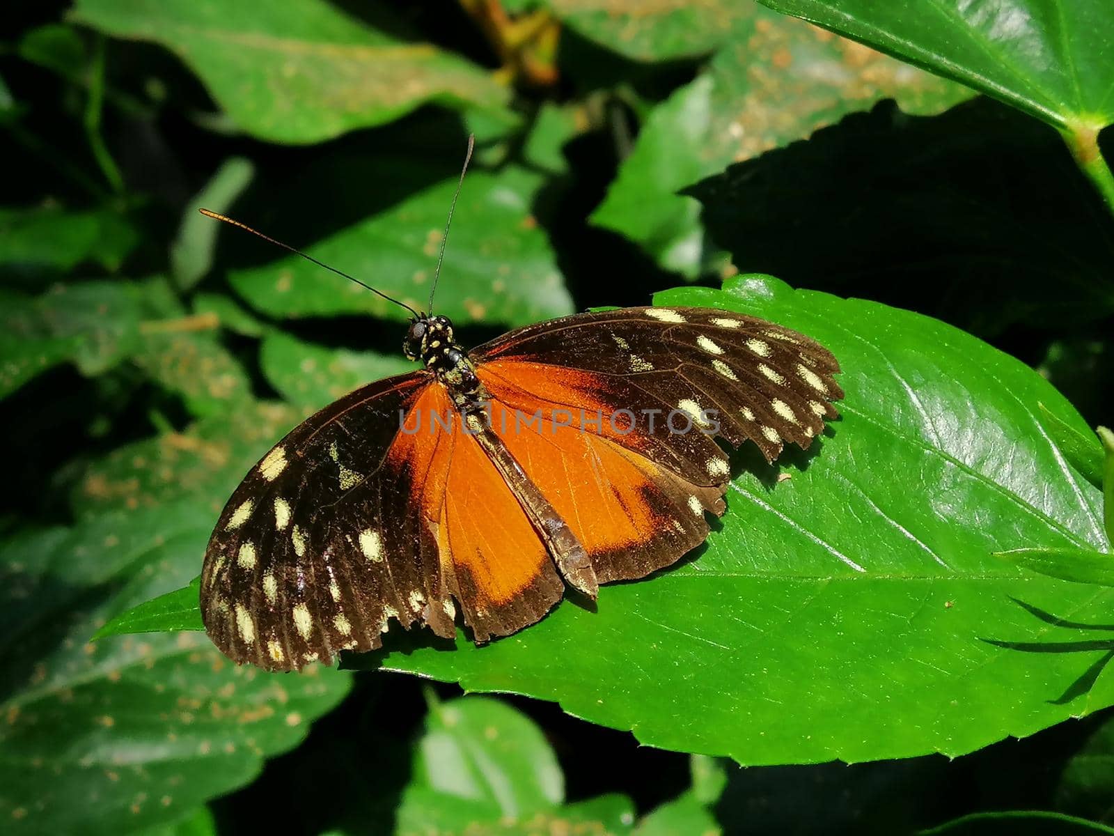 Closeup of the side of an orange golden longwing butterfly perched on a green leaf