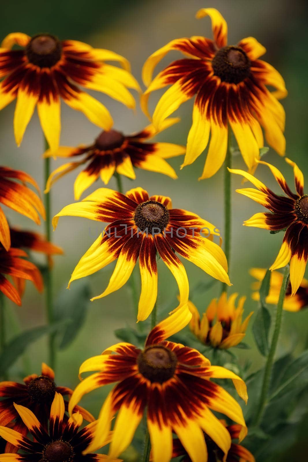 Flowers of yellow rudbeckia. A lot of blooming flowers of yellow rudbeckia (black-eyed susan) flower garden in the summer garden. Gift Card.