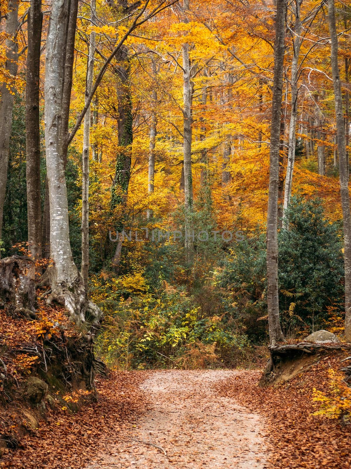 Pathway through the autumn forest.