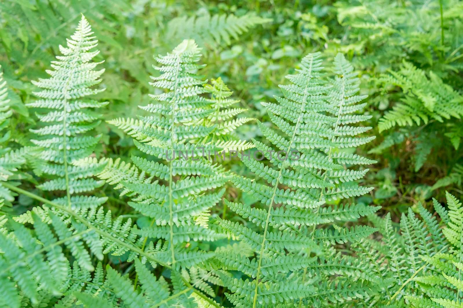 Fern detail in the shaded forest.