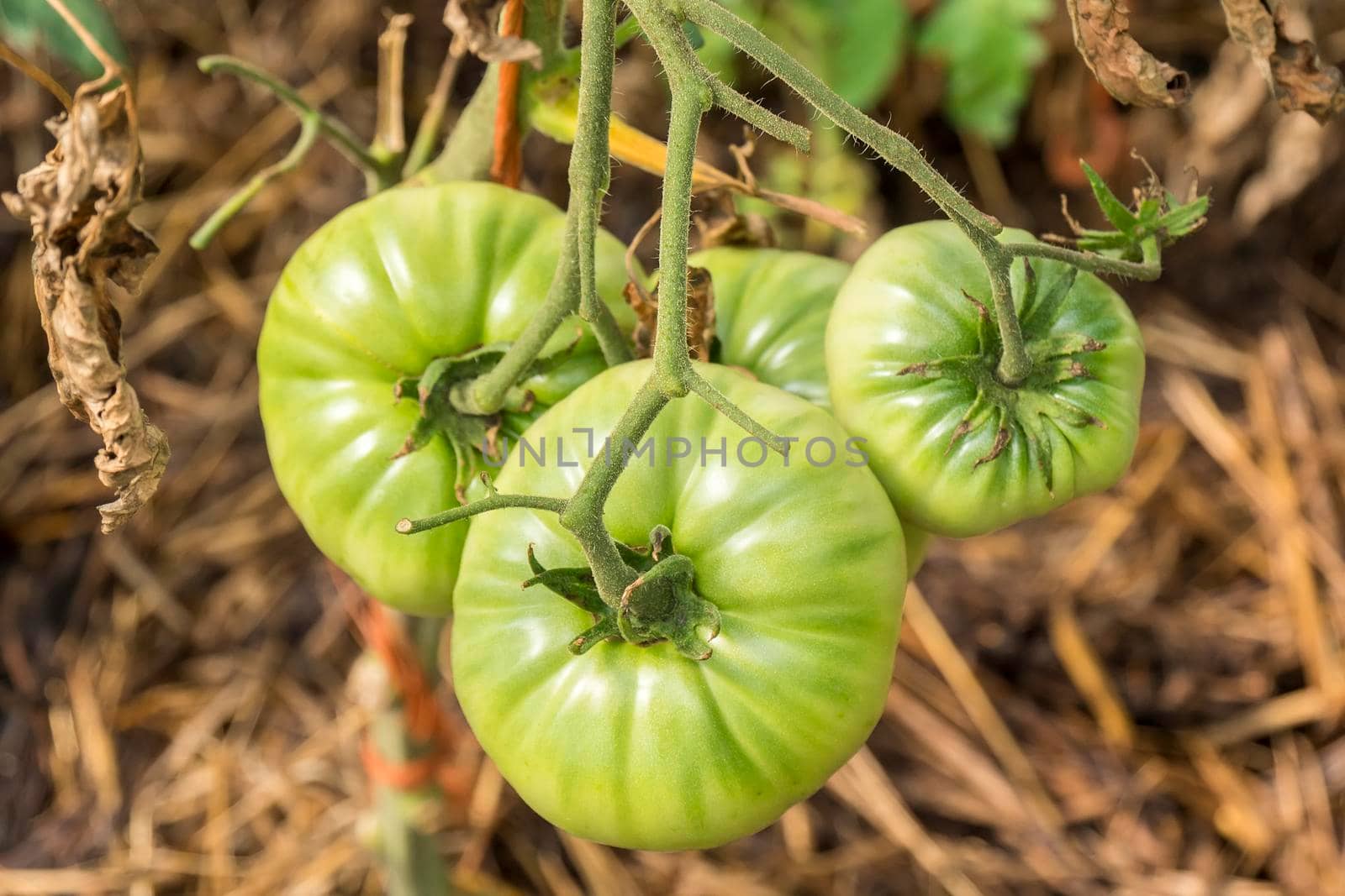 Unripe green tomatoes still on the bush.