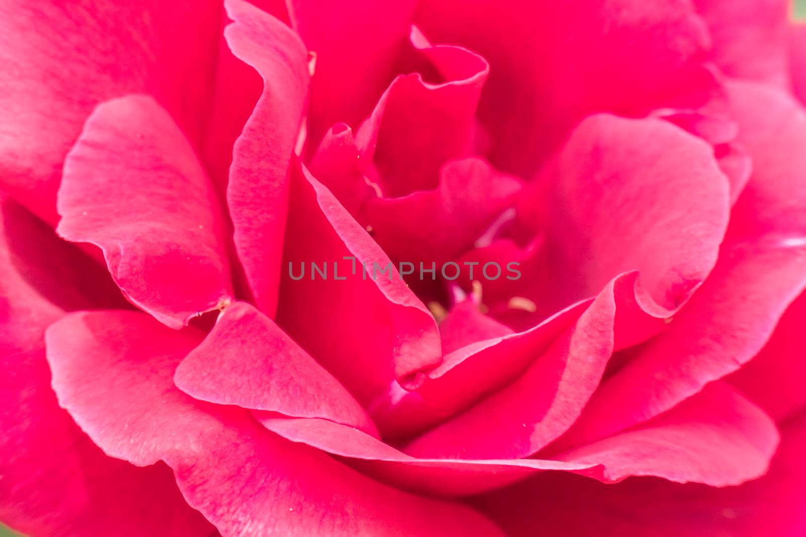 Petals of a pretty rose flower very close by max8xam