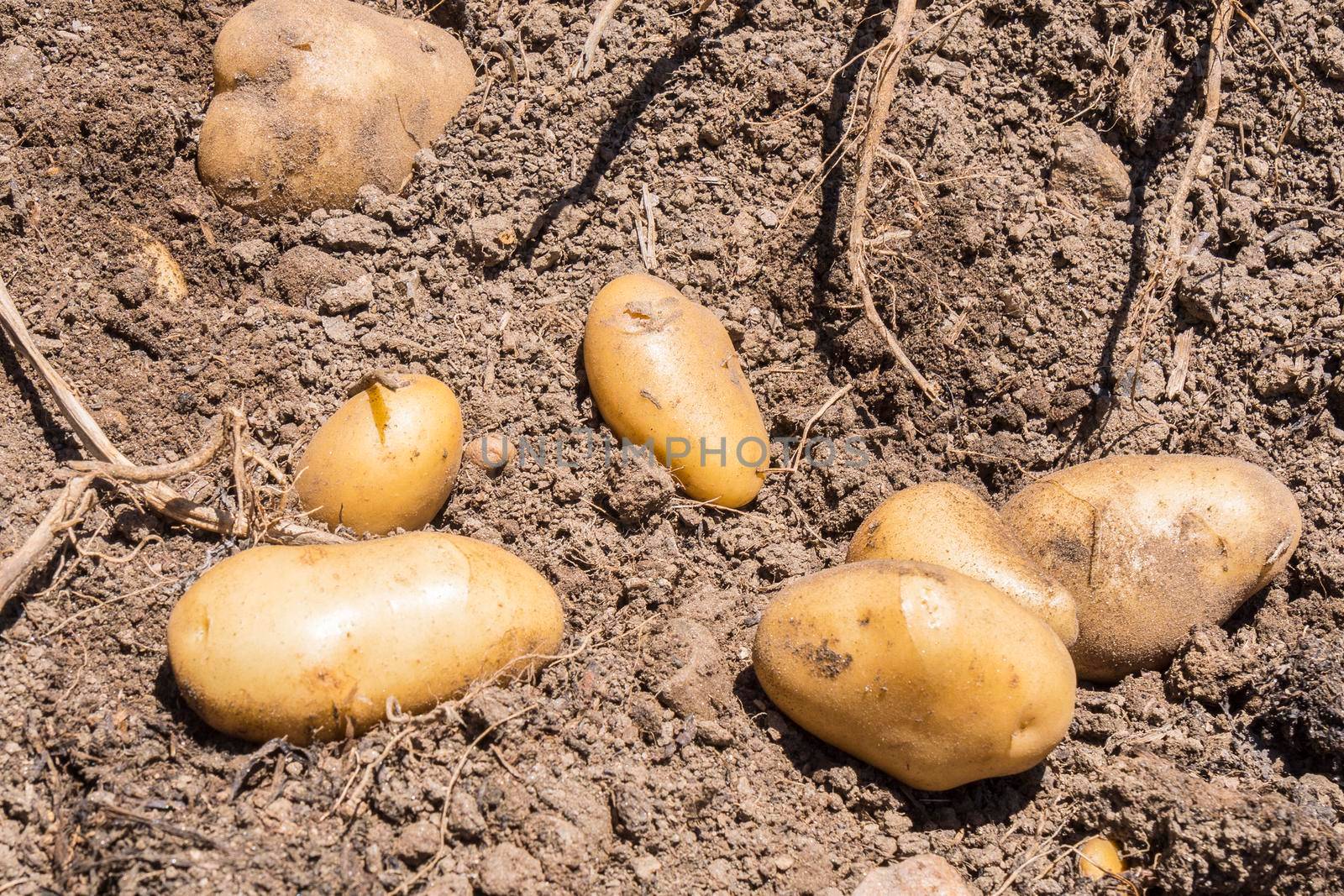 Harvesting the potato crop still on the ground.