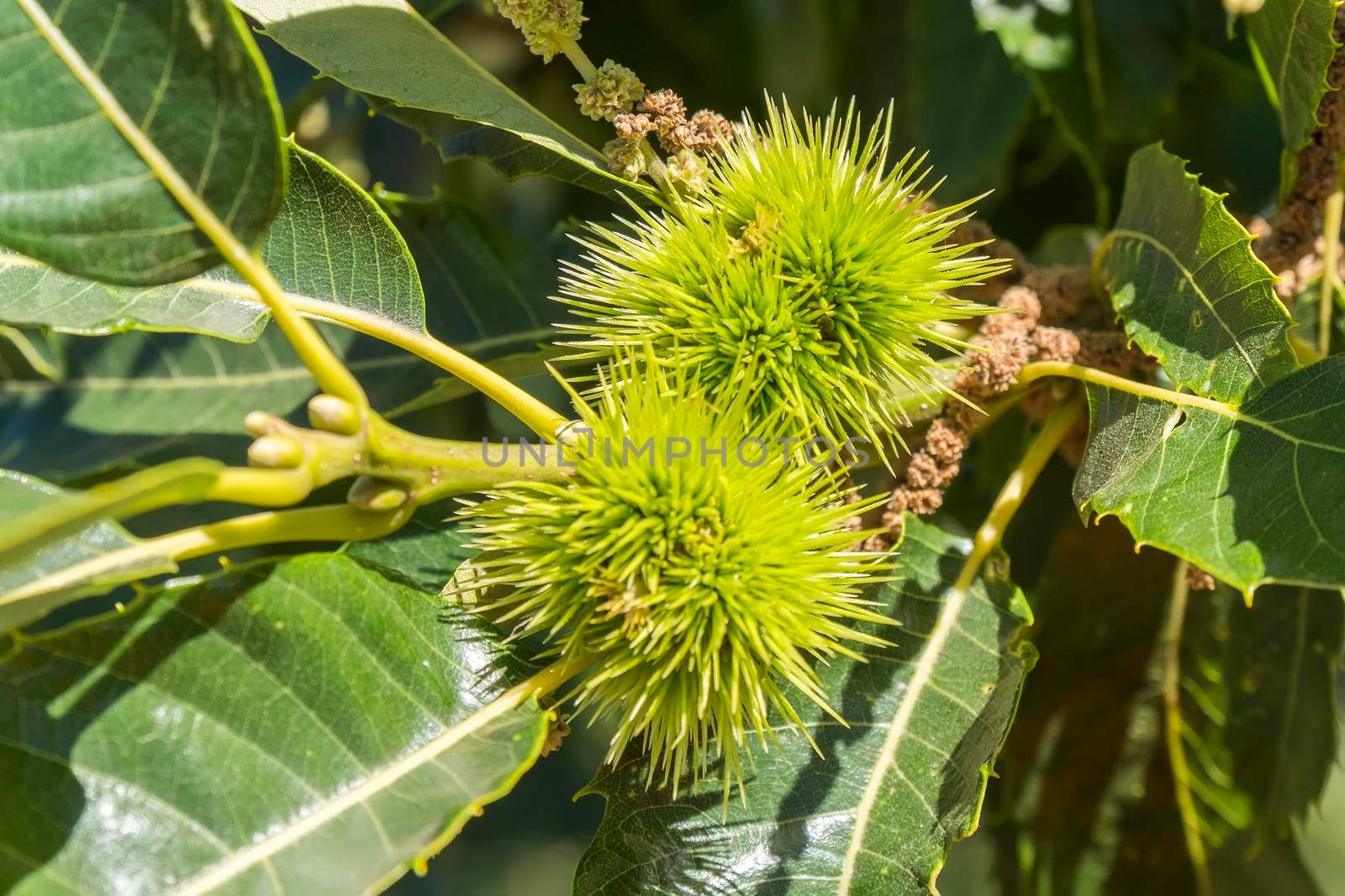Green spiky hedgehogs of chestnut fruit on the tree by max8xam