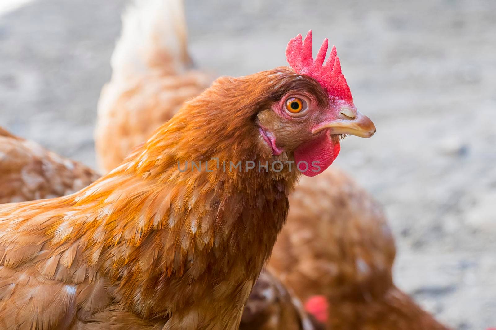 Hen staring because she is curious.