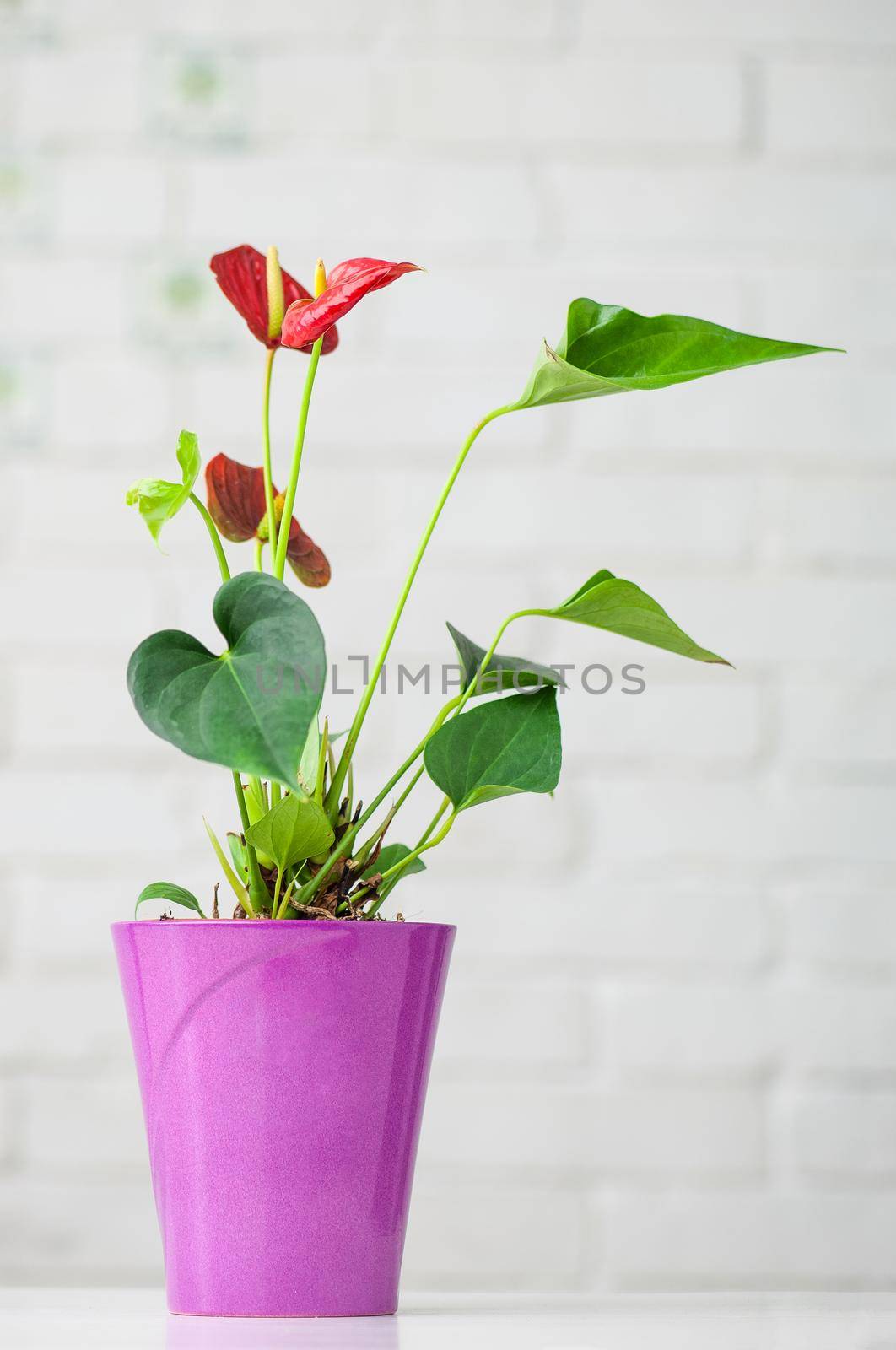 A vertical shot of beautiful Anthuriums in a purple pot on a table