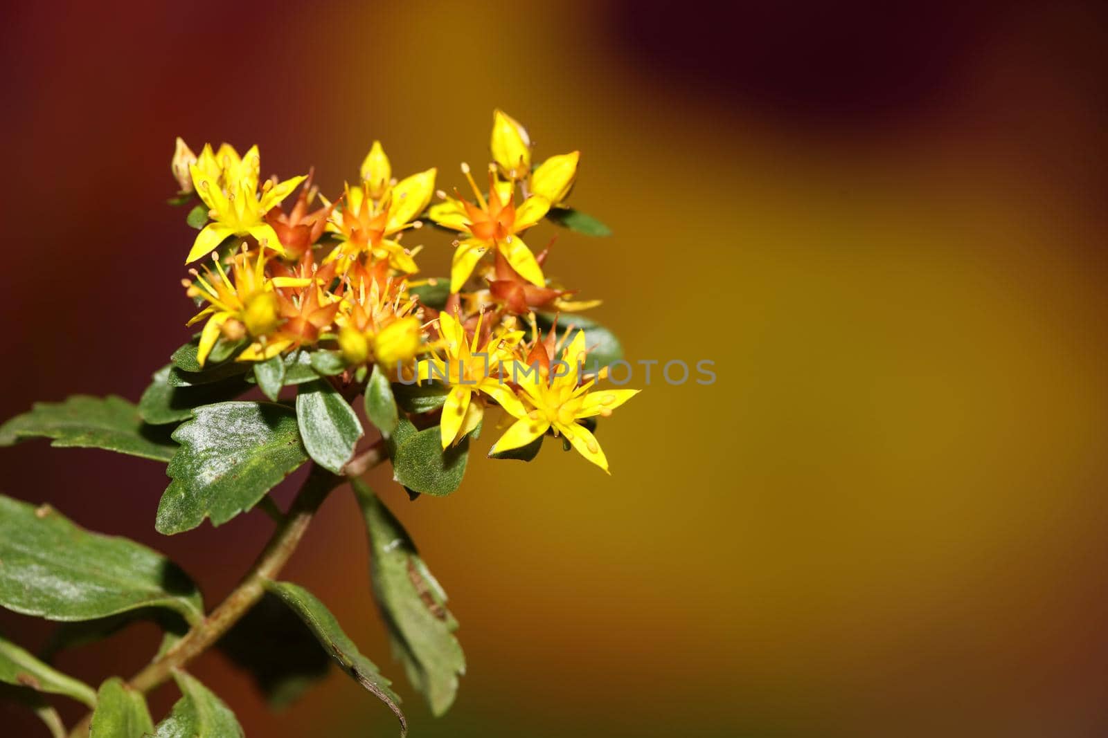 Yellow star flower blossom close up modern botanical background sedum lanceolatum family crassulaceae high quality big size print
