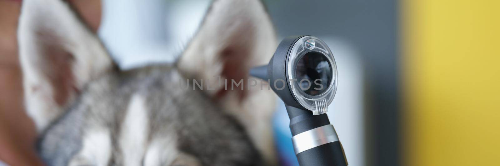 Close-up of calm and cute husky puppy waiting while veterinary woman check his ears. Special modern device for pet diagnostics. Vet, animal, health concept