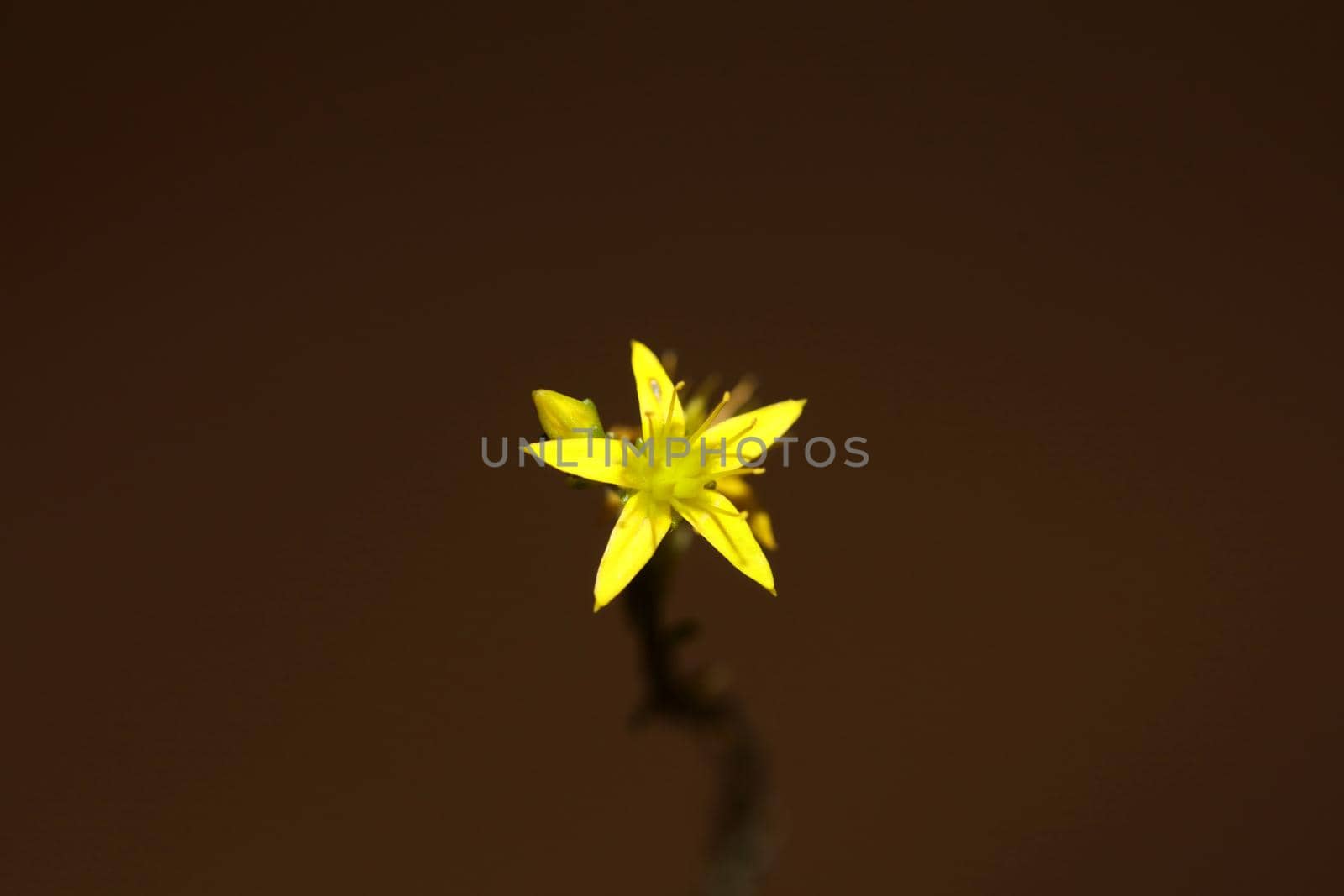 Yellow star flower blossom close up modern botanical background sedum lanceolatum family crassulaceae high quality big size print