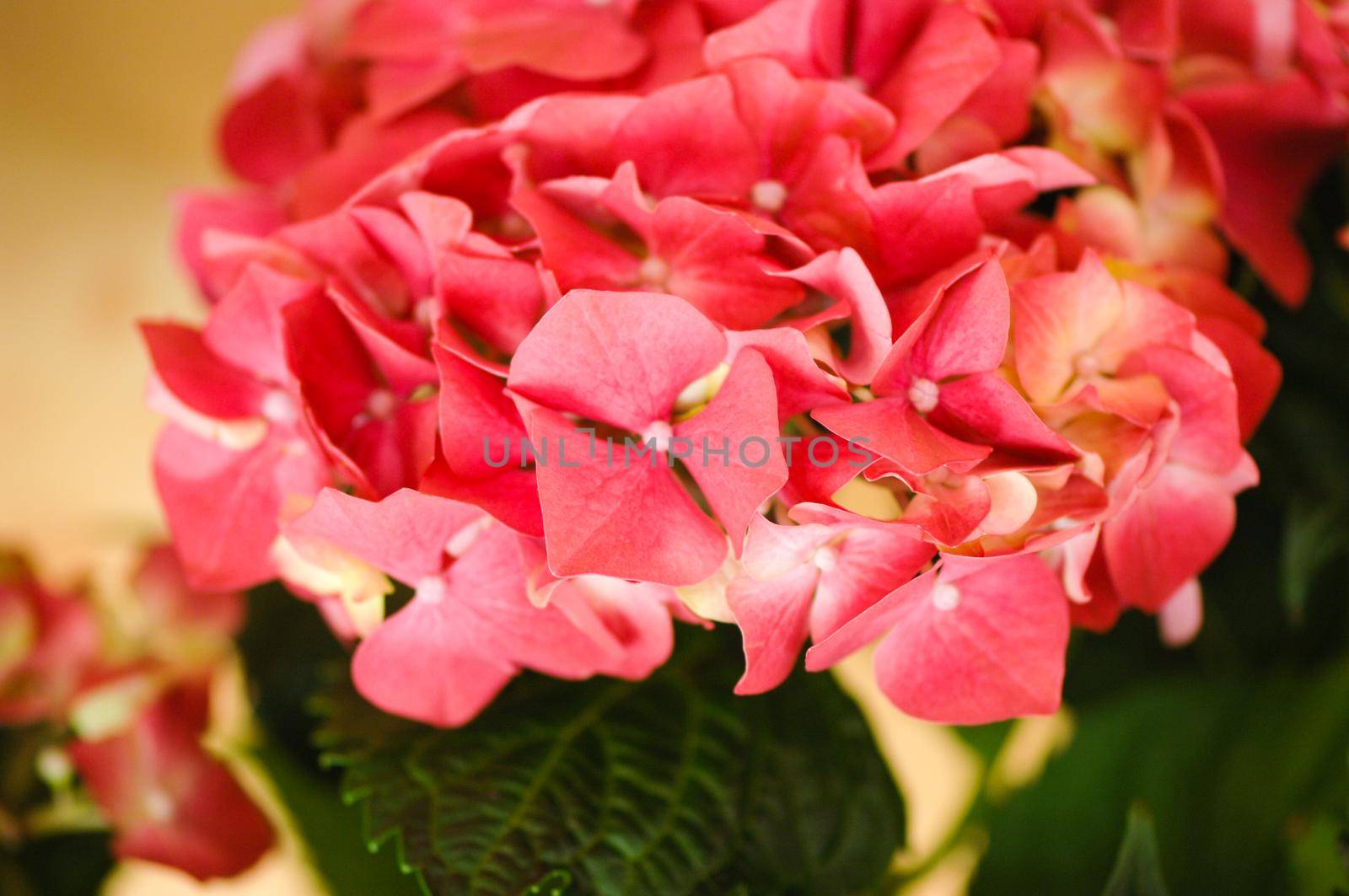 Selective focus shot of red hydrangea by A_Karim