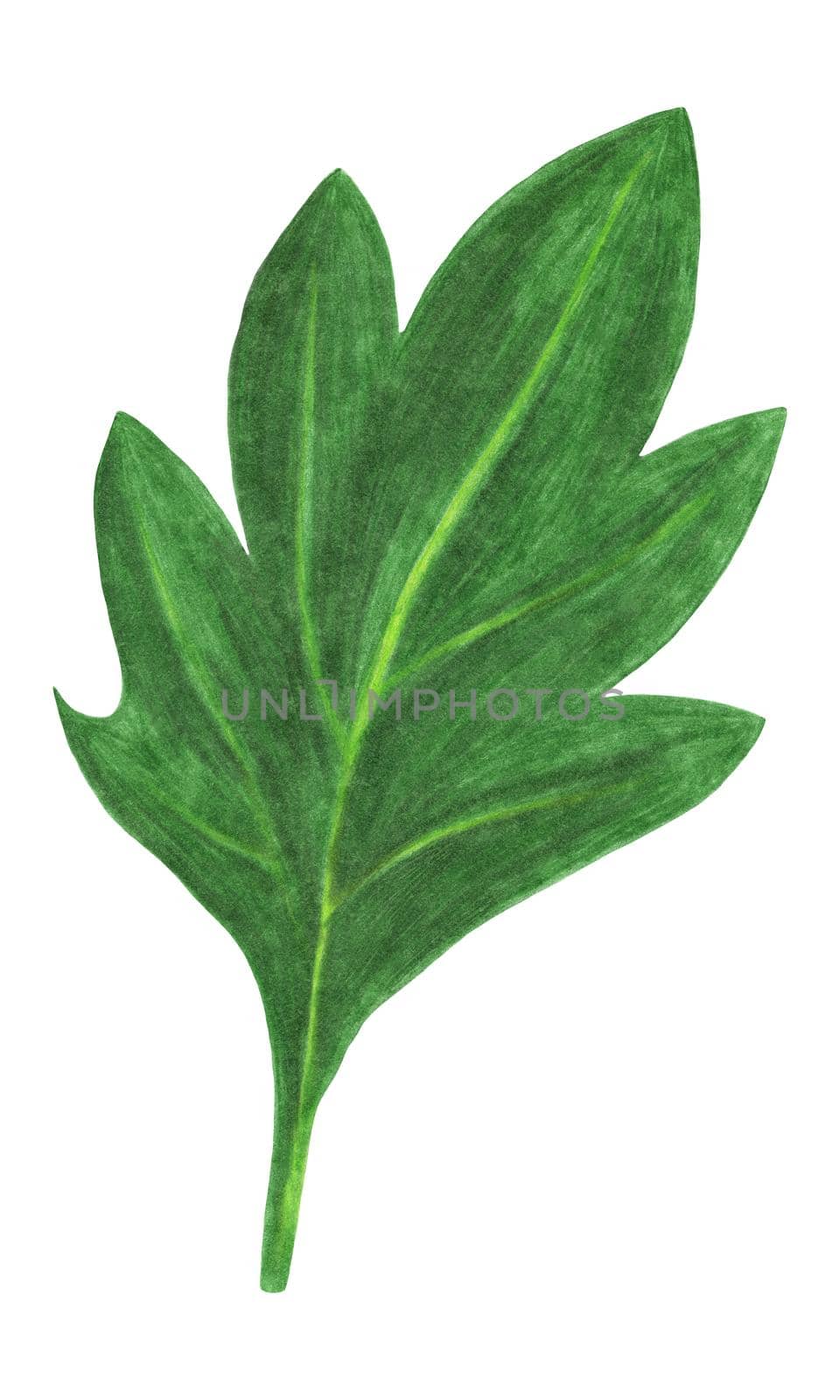 Green Leaf of Chrysanthemum Isolated on White Background. Flower Leaf Element Drawn by Color Pencil.