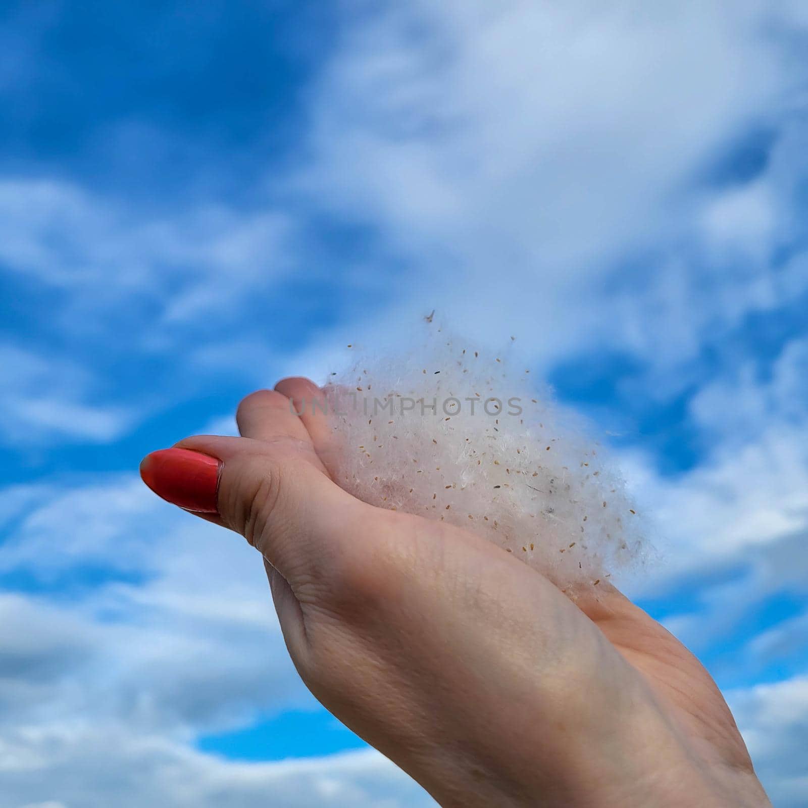 Poplar fluff in his hand against the blue sky. Weightlessness, lightness, the concept of allergy