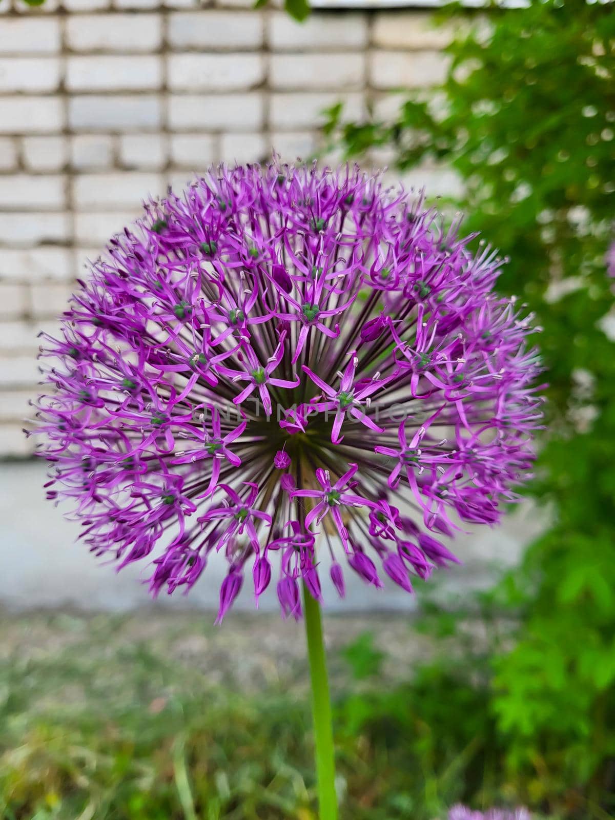 Purple flower decorative bow, close-up. The spherical allium flower can reach up to 15 centimeters in diameter. The concept of landscape design. by lapushka62