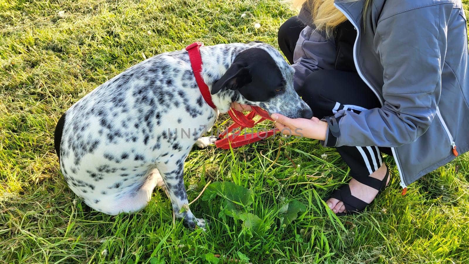 A black and white young dog in a red collar is sitting on the green grass, the mistress's hands are stroking her.