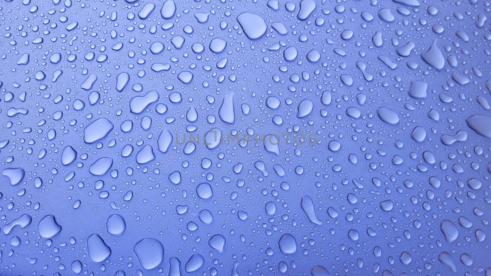 A drop of water on the hood of the car. Water balls after rain or car wash on the surface of purple paint.