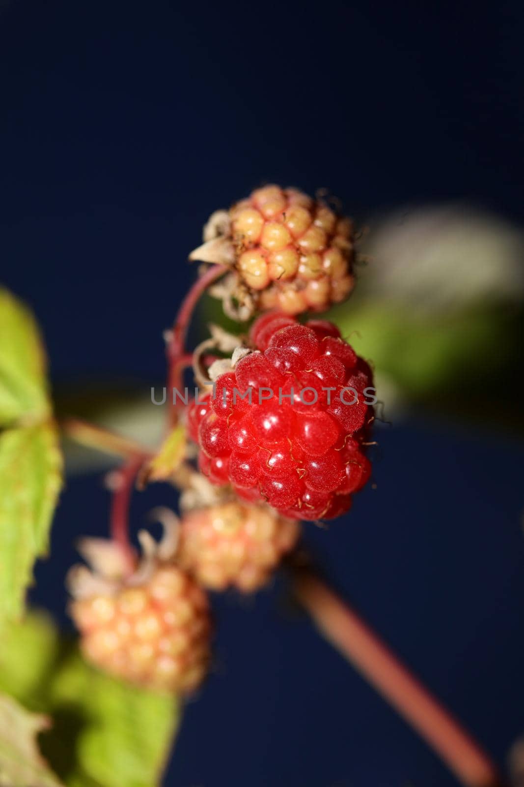 Wild red berry fruit close up modern botanical background rubus occidentalis family rosaceae high quality big size eating print