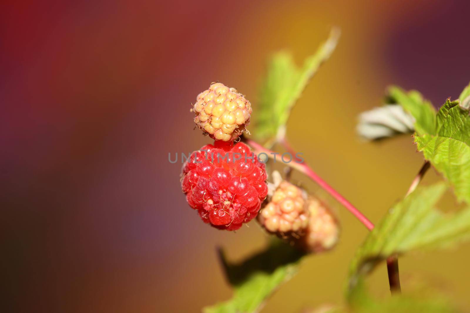 Wild red berry fruit close up modern botanical background rubus occidentalis family rosaceae high quality big size eating print