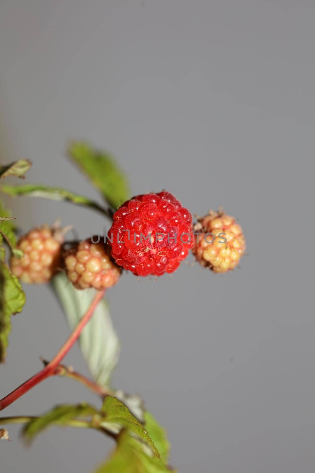 Wild red berry fruit close up modern botanical background rubus occidentalis family rosaceae high quality big size eating print