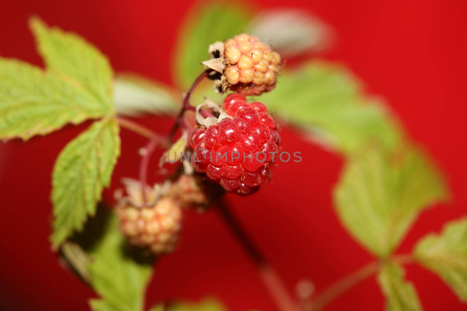 Wild red berry fruit close up modern botanical background rubus occidentalis family rosaceae high quality big size eating print