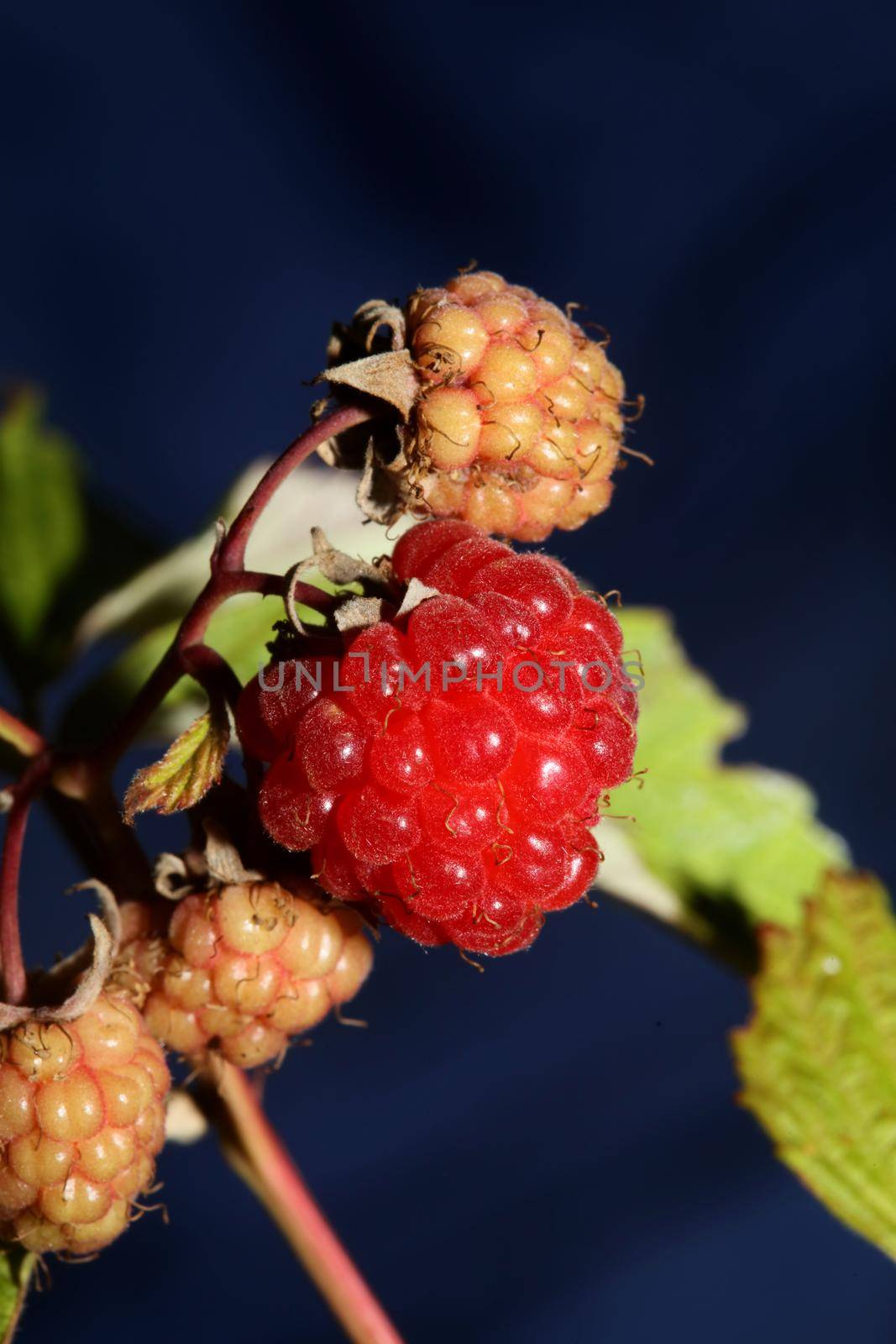 Wild red berry fruit close up modern botanical background rubus occidentalis family rosaceae high quality big size eating print