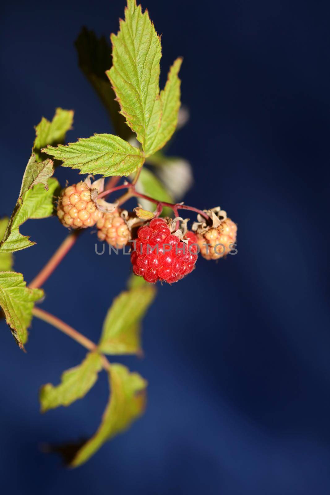 Wild red berry fruit close up modern botanical background rubus occidentalis family rosaceae high quality big size eating print