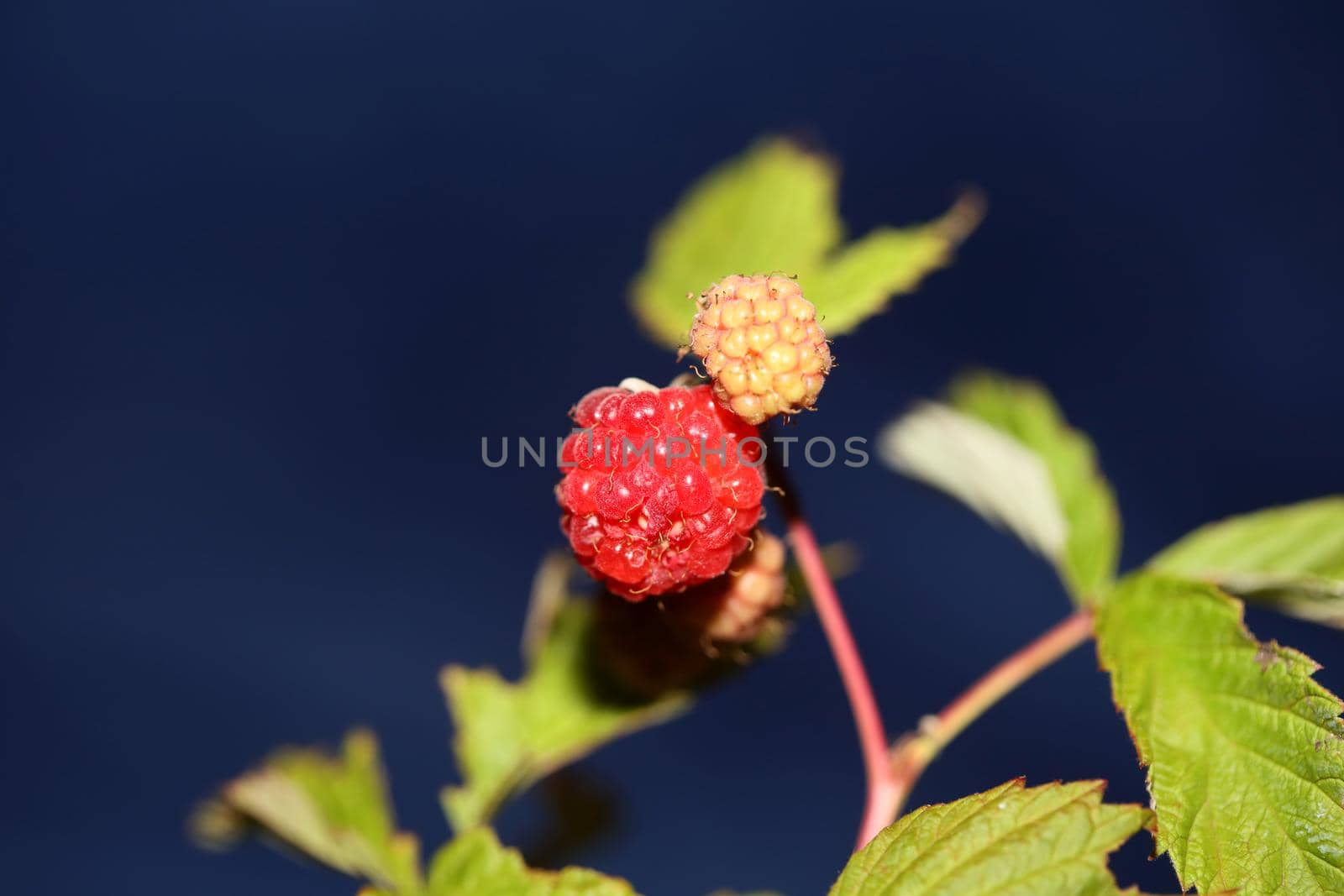 Wild red berry fruit close up modern botanical background rubus occidentalis family rosaceae high quality big size eating print