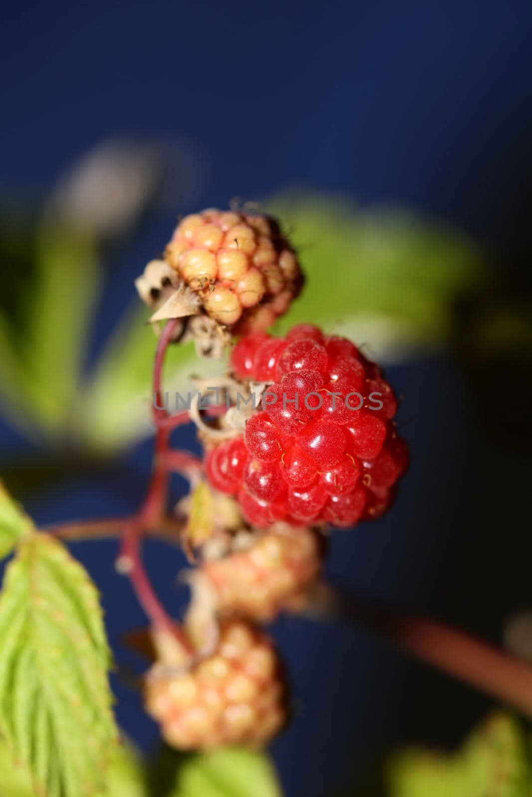 Wild red berry fruit close up modern botanical background rubus occidentalis family rosaceae high quality big size eating print