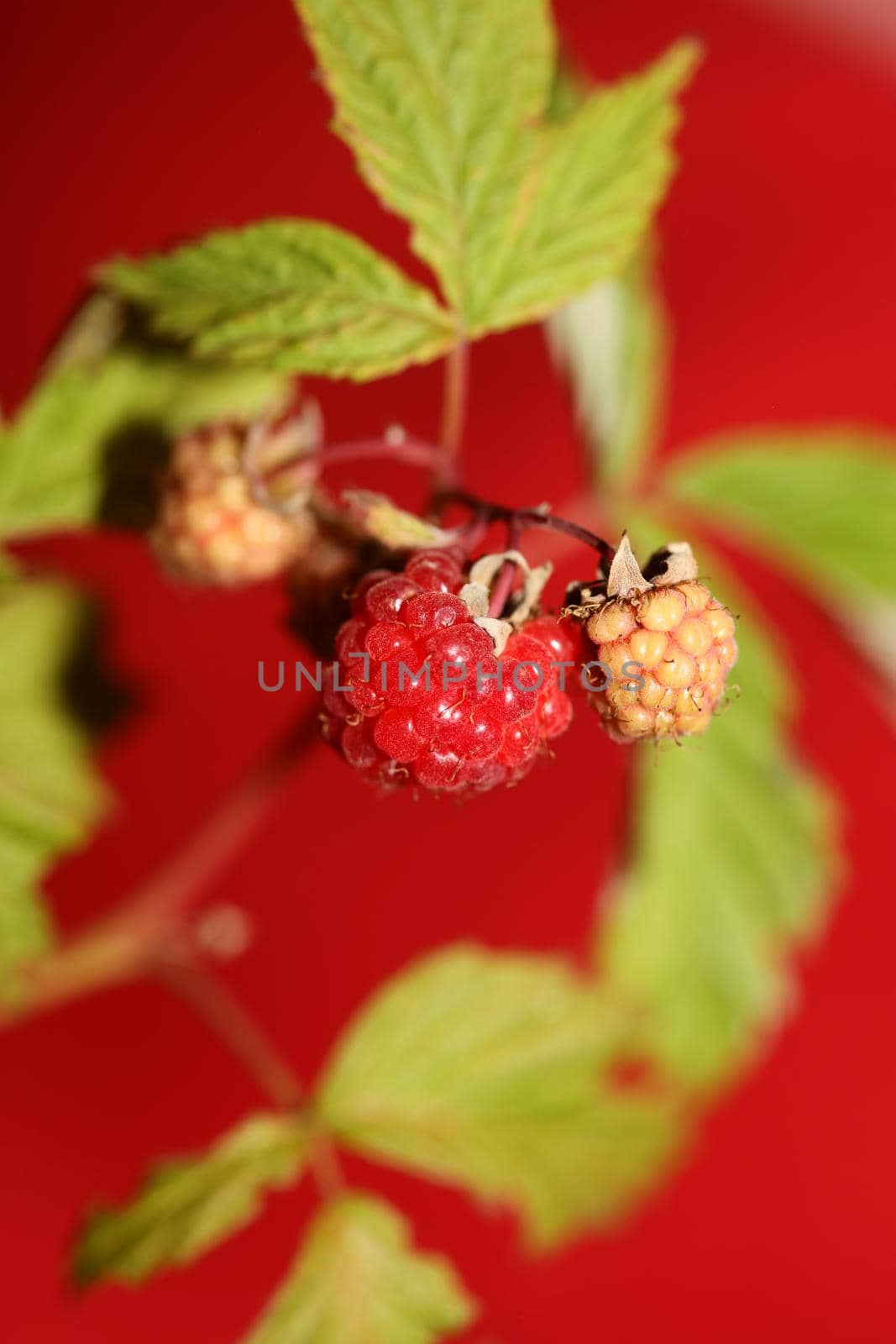 Wild red berry fruit close up modern botanical background rubus occidentalis family rosaceae high quality big size eating print