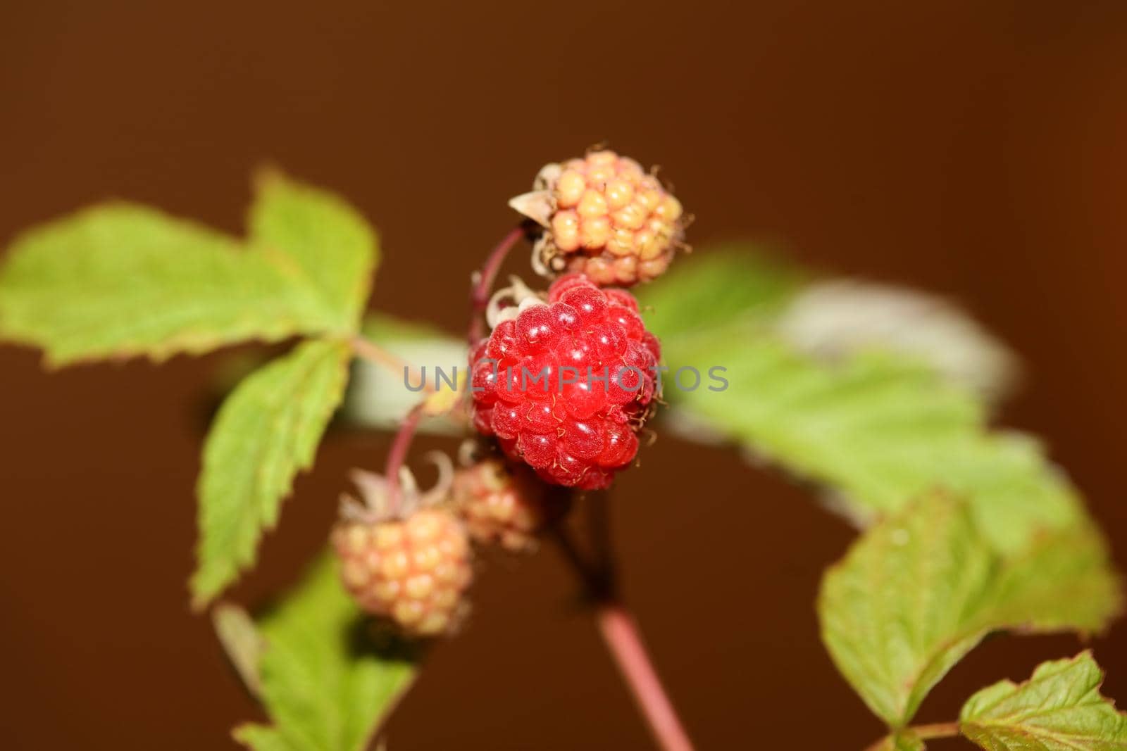 Wild red berry fruit close up modern botanical background rubus occidentalis family rosaceae high quality big size eating print