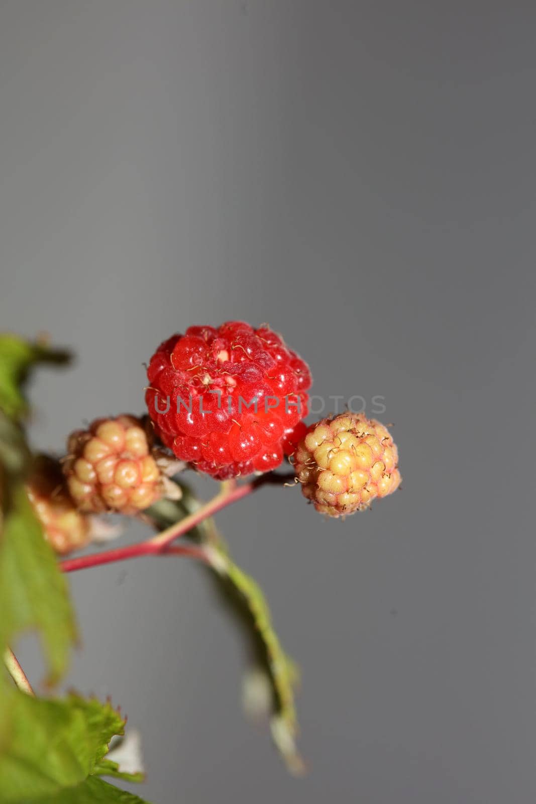 Wild red berry fruit close up modern botanical background rubus occidentalis family rosaceae high quality big size eating print