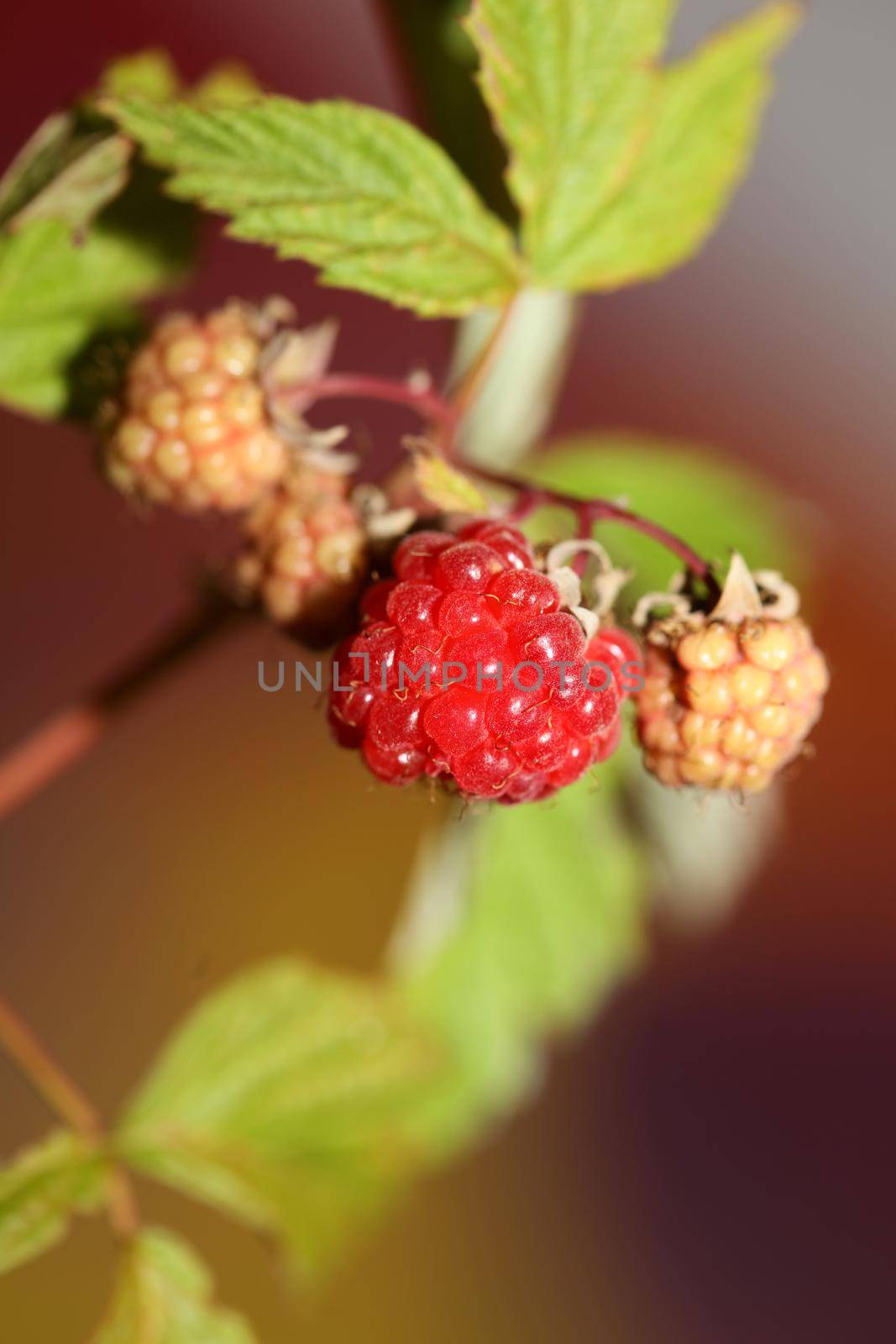 Wild red berry fruit close up modern botanical background rubus occidentalis family rosaceae high quality big size eating print