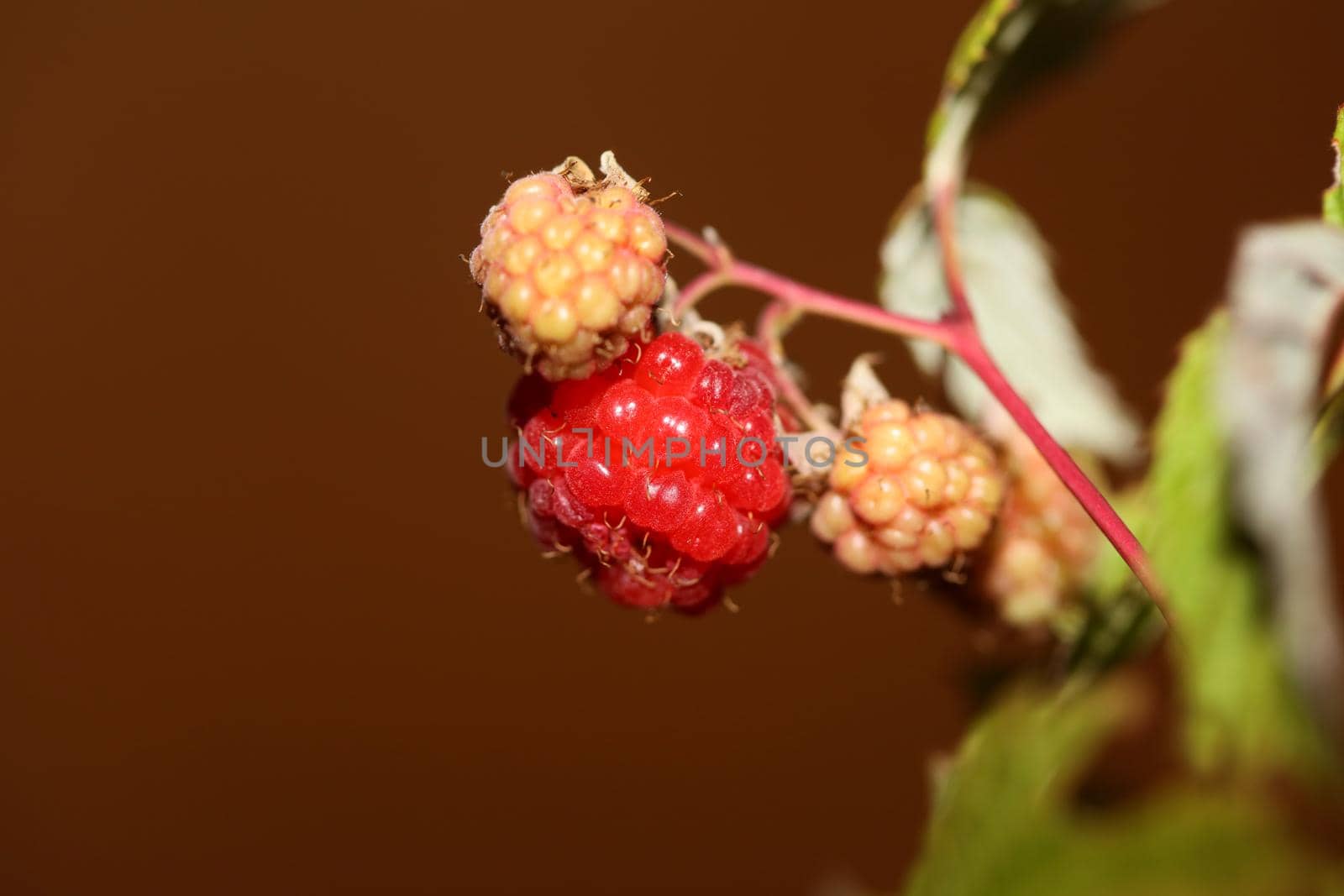 Wild red berry fruit close up modern botanical background rubus occidentalis family rosaceae high quality big size eating print