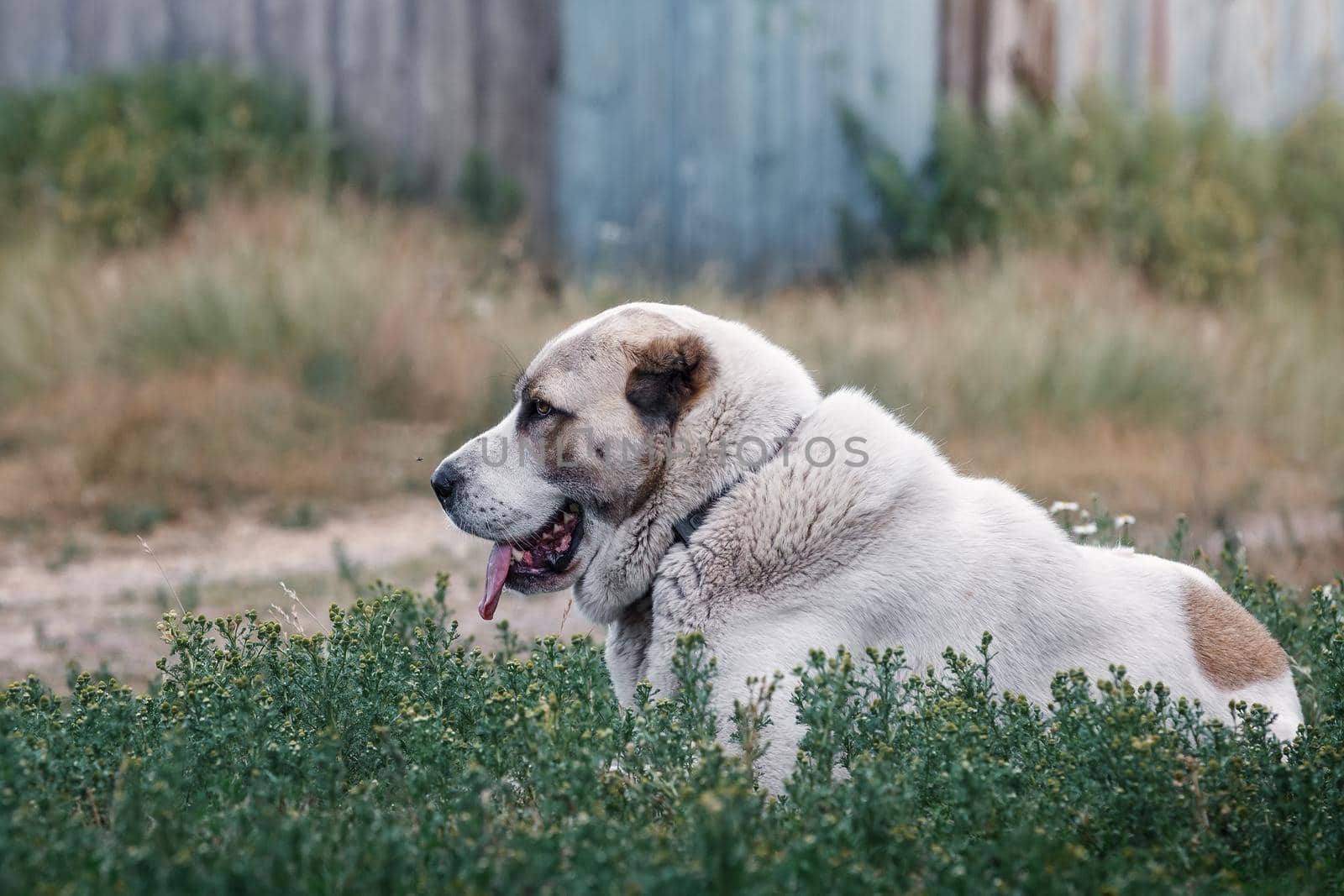 Central Asian Shepherd Dog lying in the yard among the green grasses