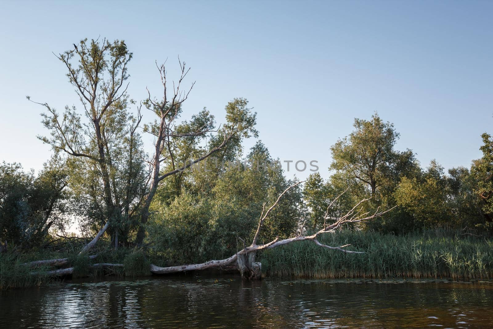Landscape of a riverside with a fallen dry tree and one cormorant at the tree top. by Lincikas