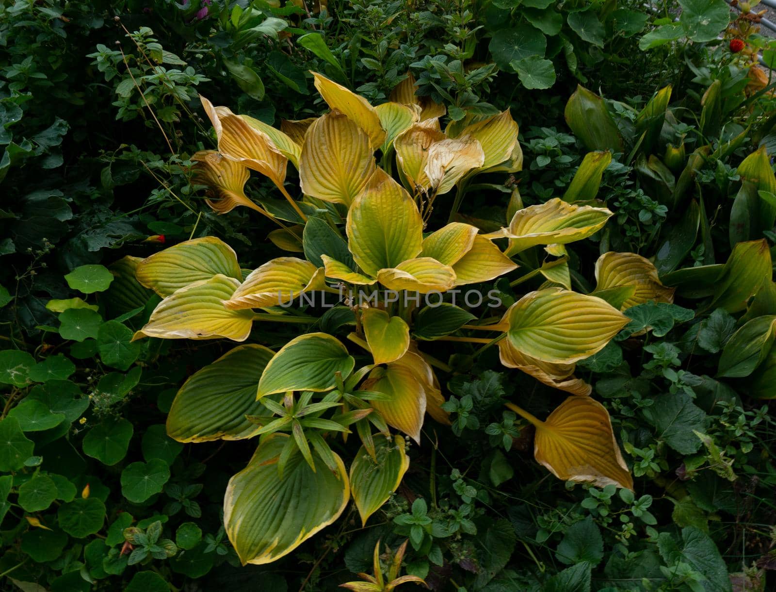 The plant has green-yellow leaves surrounded by bright green foliage