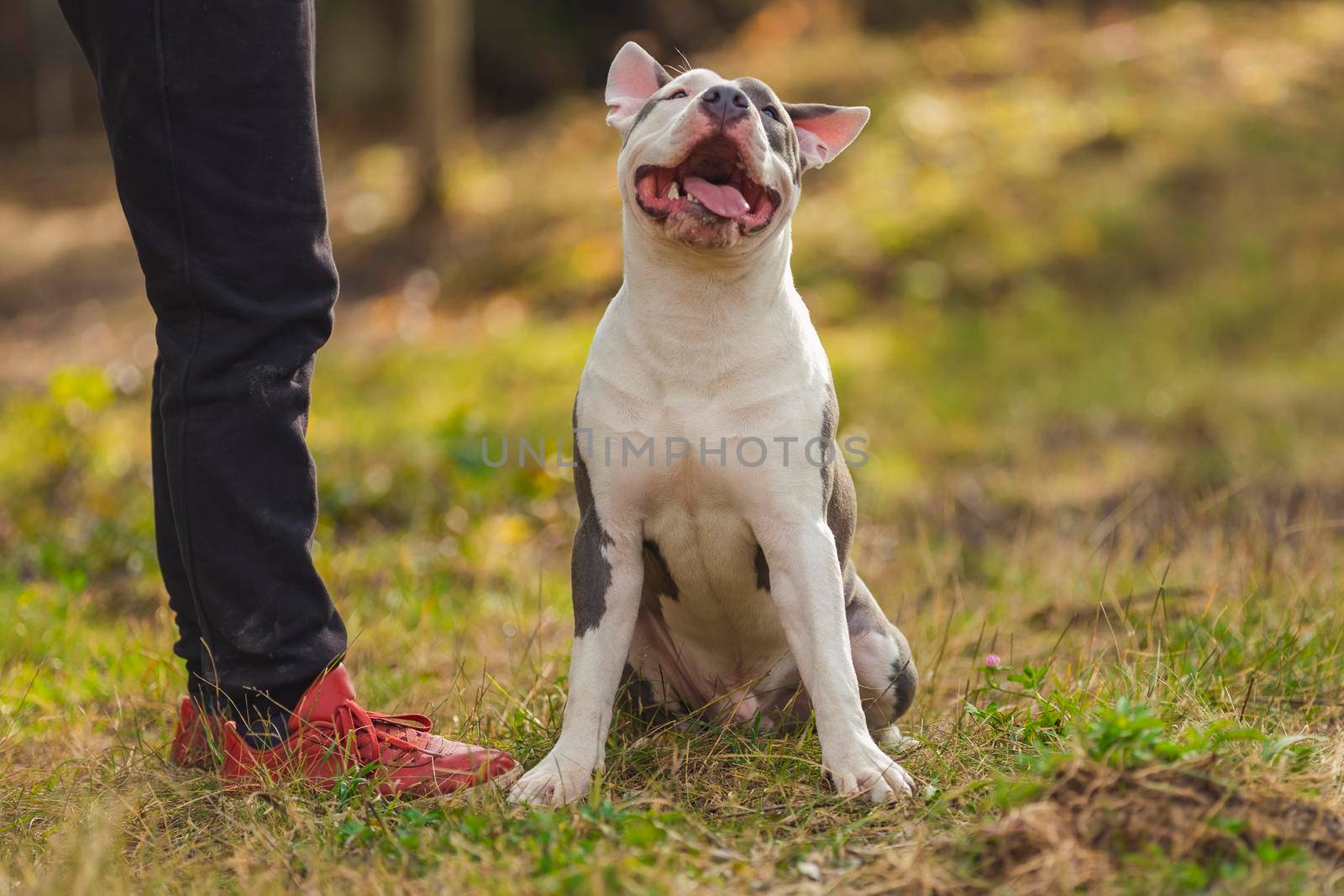 young dog breed pit bull terrier sits on the playground