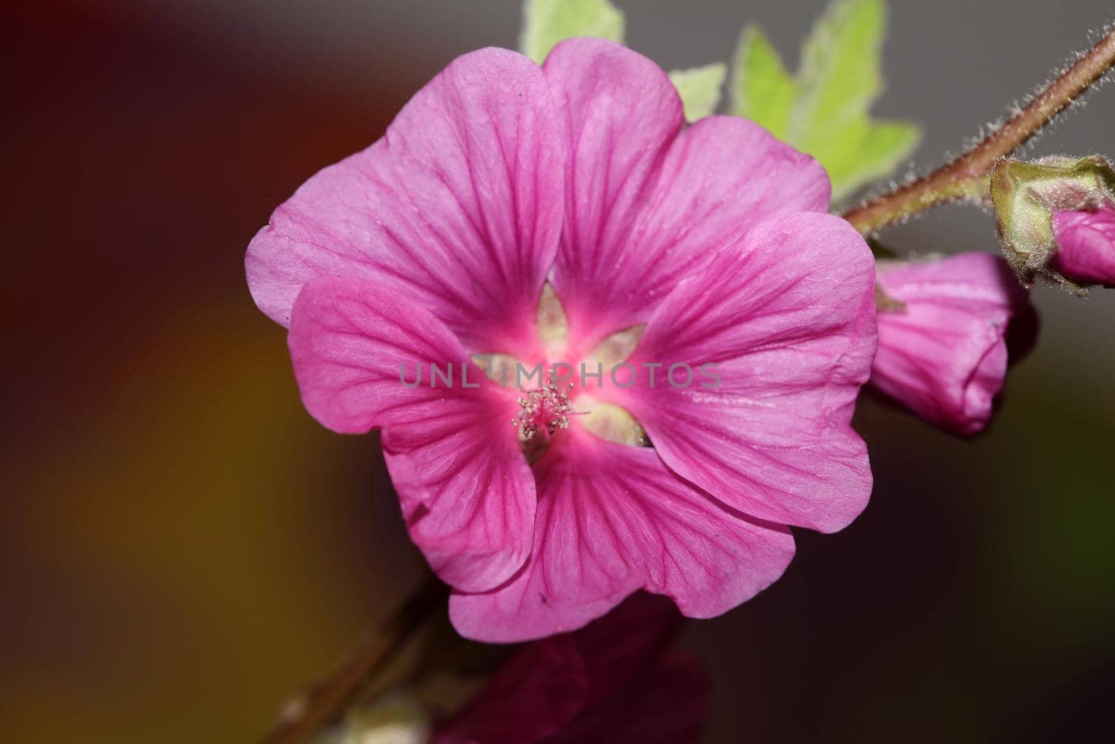 Purple wild flower blossom close up malva arborea family malvaceae modern botanical background high quality big size prints