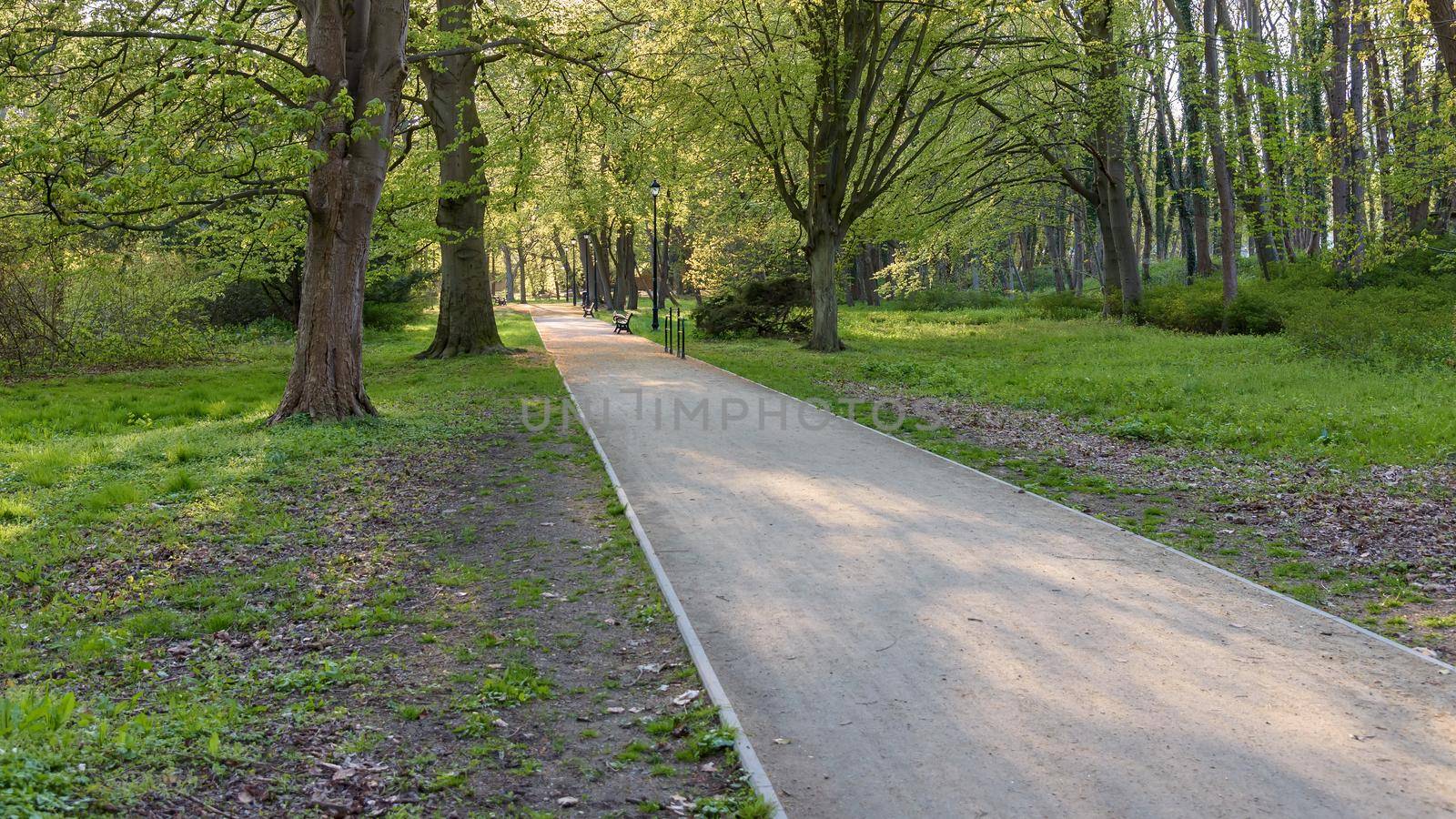 Alley in Zdrojowy park in Swinoujscie by mkos83